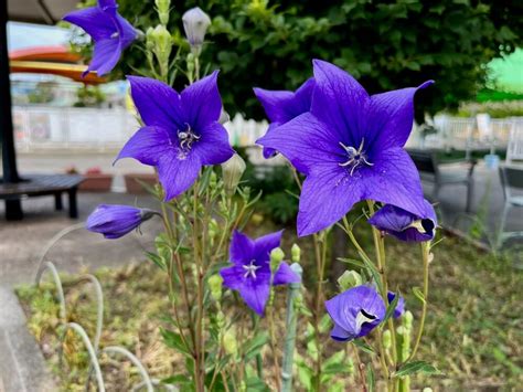 桔梗 風水|桔梗(キキョウ)の花言葉｜色別の意味や怖い由来とは？｜ 